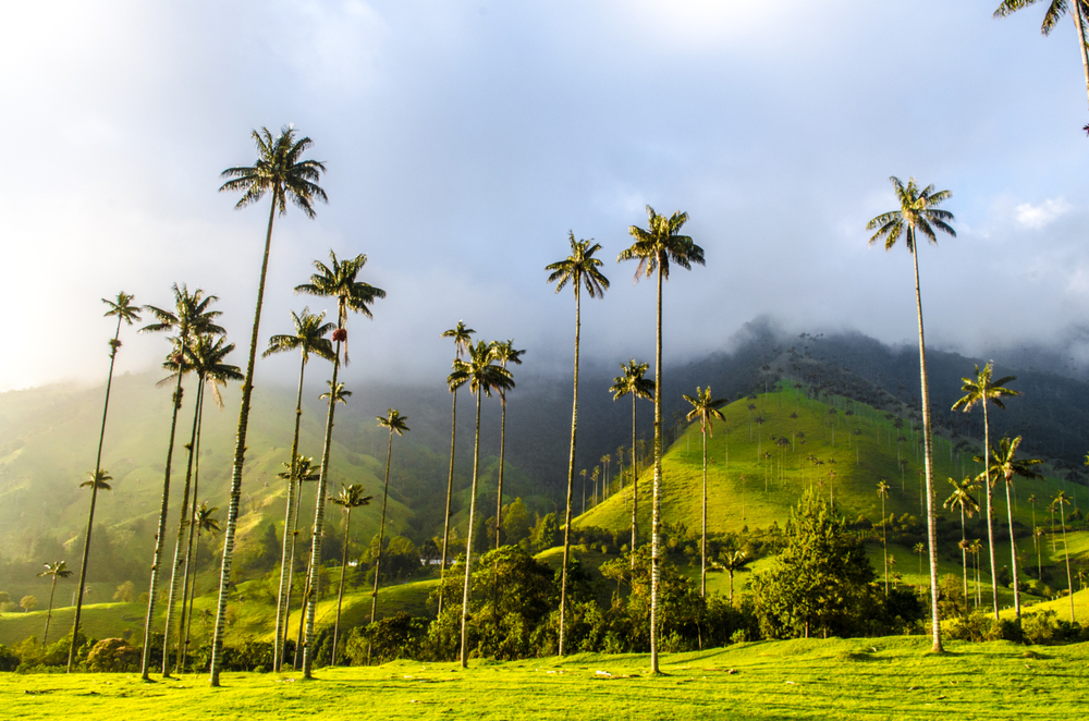 
            Cocora-vallei en Salento
        